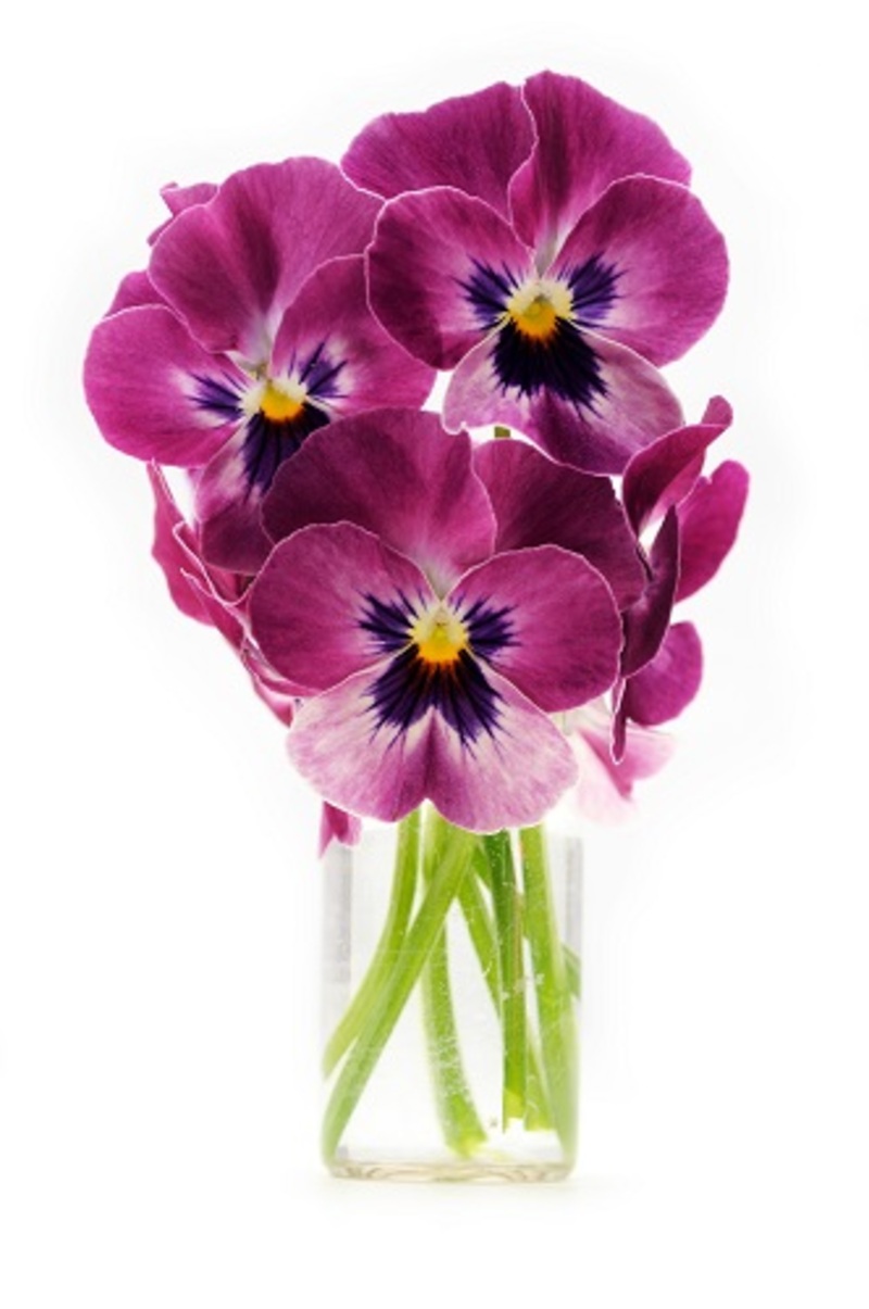 Unravel the Mystique of Peony Flowers: Colors and Their Significance
