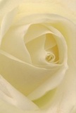 Sink into the swirling heart of this cream-white rose as if transported to an early morning pause along Charing Cross Road. Each petal, supremely delicate and softly illuminated, unfurls gently toward the centre in a dance of ivory tones and smooth matte texture. The subtle play of shadow adds depth and intimacy, drawing you inward-almost as if you're breathing in the understated bouquet scent filling a quiet Bloomsbury shop. The rose's tranquil glow suggests reverence and renewal: a fitting gesture for expressing sympathy, admiring quiet strength, or celebrating new chapters. Crafted with expert precision by local florists attuned to the pulse of central London, this rose stands as a visual and emotional anchor. Its nearly transparent outer petals evoke fragility, while their flawless order hints at the wisdom passed down in generations of Westminster floristry. This image is not just a flower; it's a captured moment of calm, ideal for conveying deeply felt messages with the assurance and artistry unique to Charing Cross.